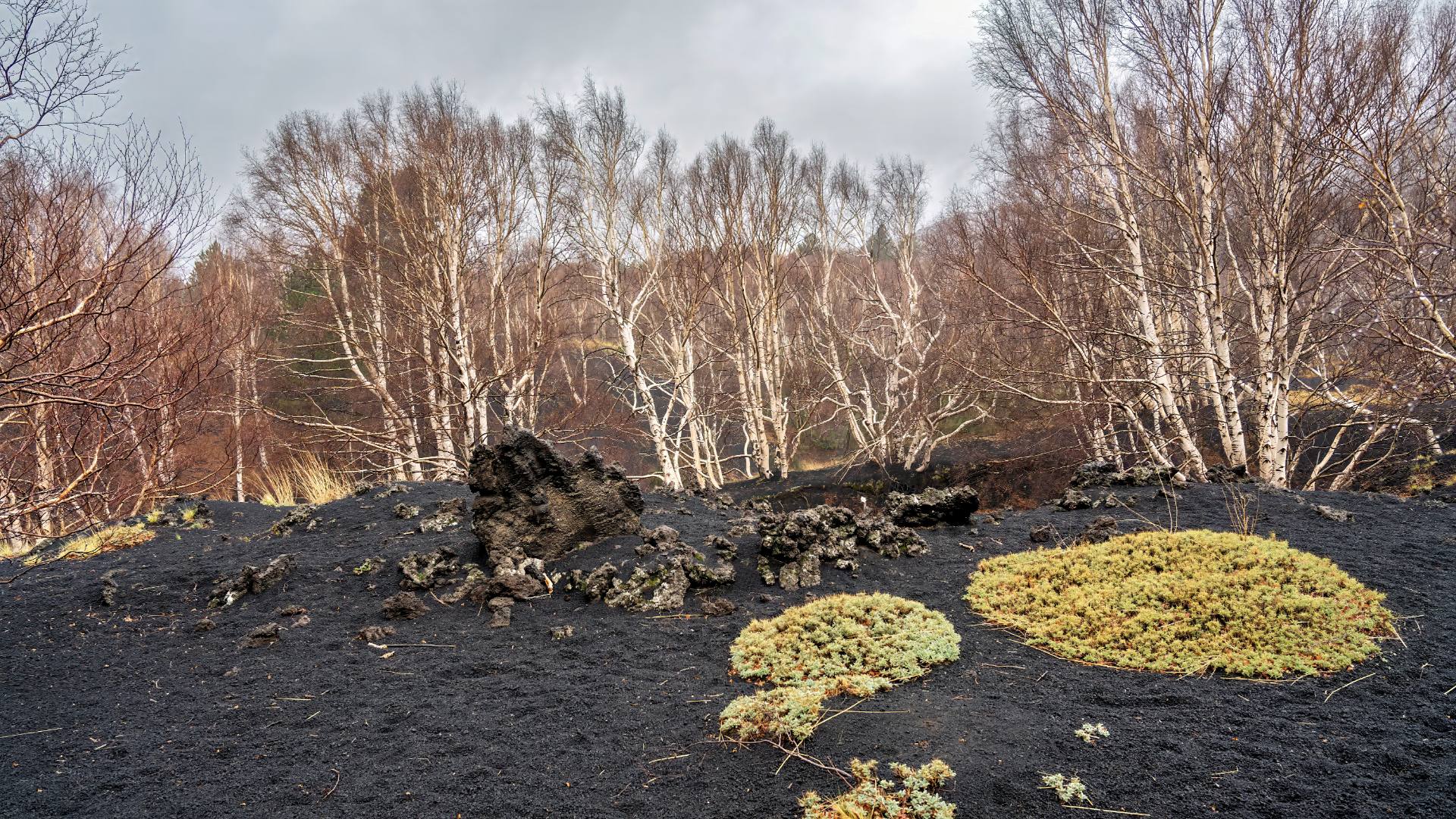 Nur wenige genügsame Pflanzen können in dieser Umgebung Wurzeln fassen.